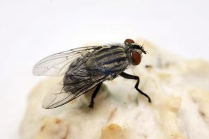 Fliegen: Sie sind nicht nur lästig, sondern auch unhygienisch und eine Gefahr für die Gesundheit. (Bildquelle: © spoilergen – Fotolia)